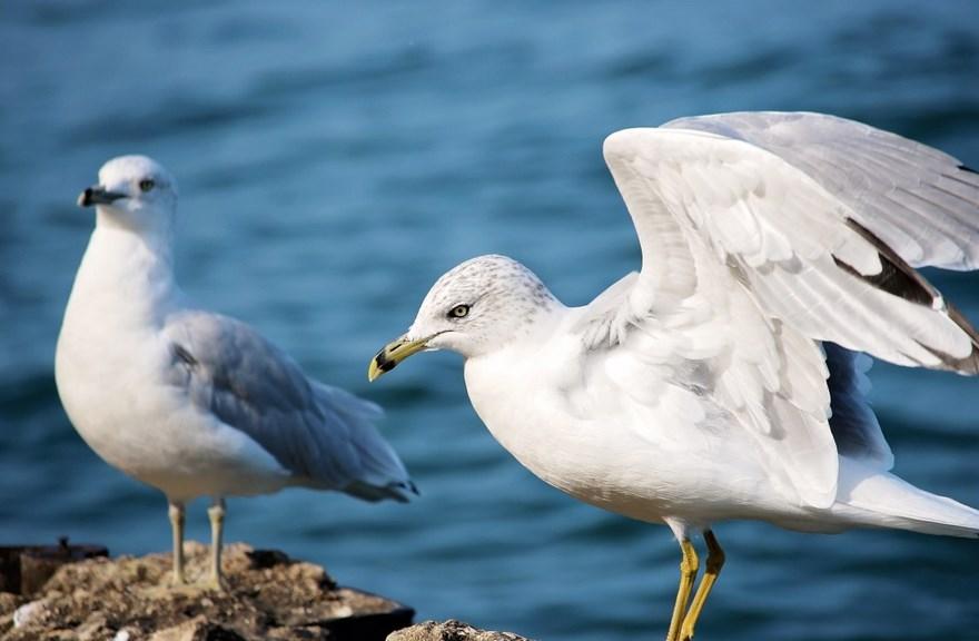 Mash: В России лихорадка Зеленого Нила распространилась из-за чаек и бакланов