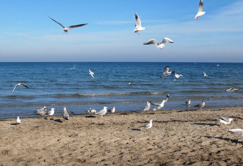 Туристов призвали отказаться от отдыха в Анапе из-за ротавируса, хамов и алкашей