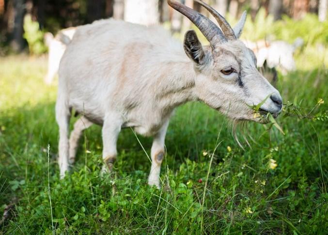 Юрист Георгиева: Запретить держать сельхозживотных в квартире может только суд