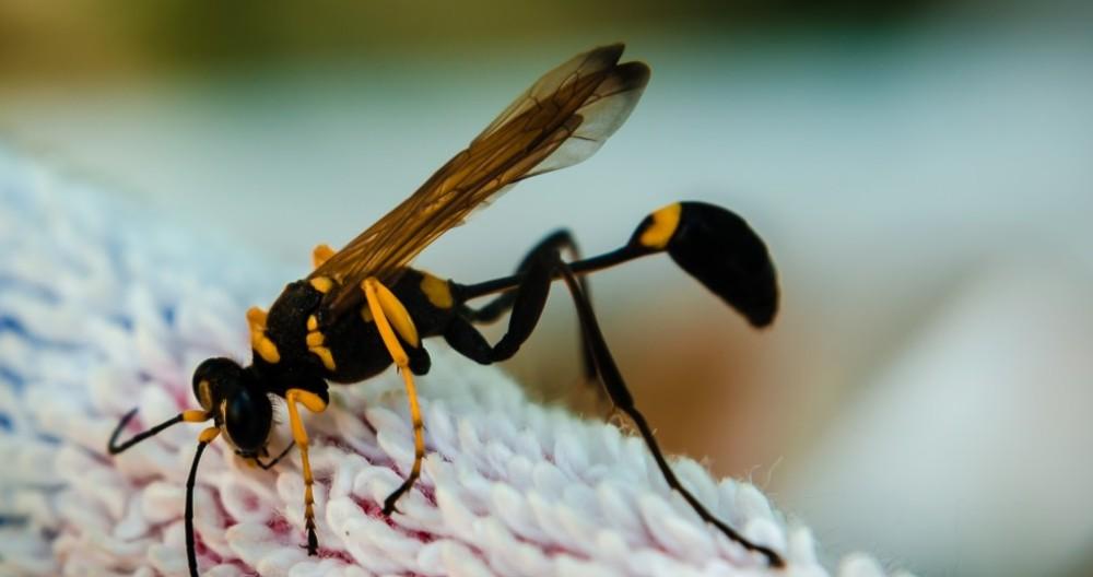 Врач Еделев описал порядок действий при укусе неизвестного насекомого Врач Еделев описал порядок действий при укусе неизвестного насекомого