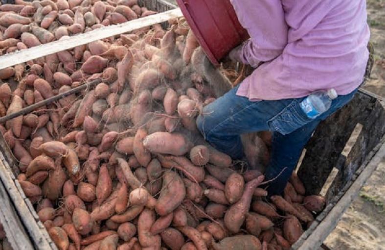 Малышева и Коновалов рассказали о пользе батата для зрения