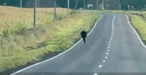 Спасение срочника ВС РФ из-под обстрела ВСУ в Курской области попало на видео (ФОТО)