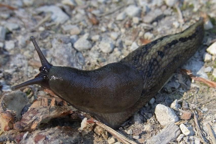 Эксперт Малоземов: Поврежденные слизнями плоды содержат яйца паразитов