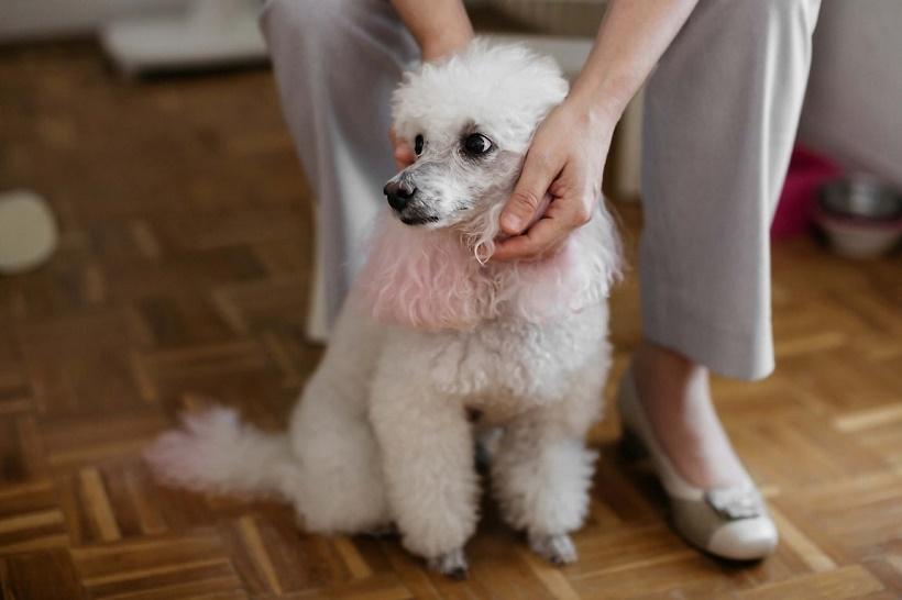 Калифорнийский университет выяснил, почему домашние животные похожи на хозяев