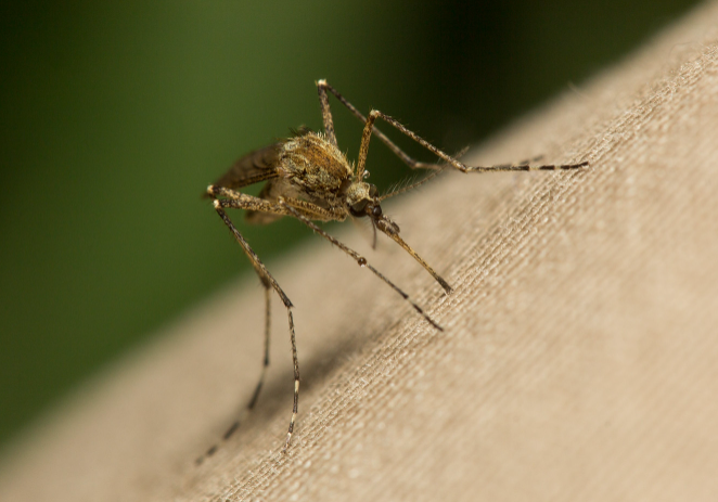 «ФедералПресс» назвали опасные болезни, которые можно «подхватить» от комаров