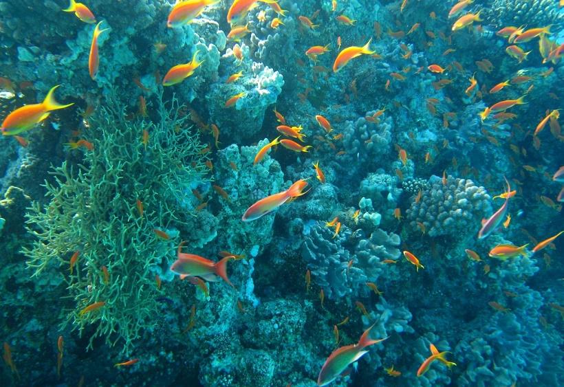 Science Advances: Учёные нашли следы древней подводной лавины