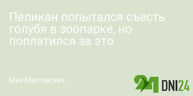 Пеликан попытался съесть голубя в зоопарке, но поплатился за это Пеликан попытался съесть голубя в зоопарке, но поплатился за это