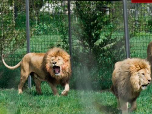 &laquo;Они стали людоедами&raquo;: раскрыта судьбу львов, растерзавших управляющую парка-сафари &laquo;Тайган&raquo; (ВИДЕО)