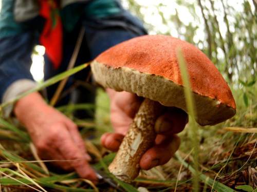 Более 10 россиян попали в больницы с тяжелым отравлением грибами Более 10 россиян попали в больницы с тяжелым отравлением грибами
