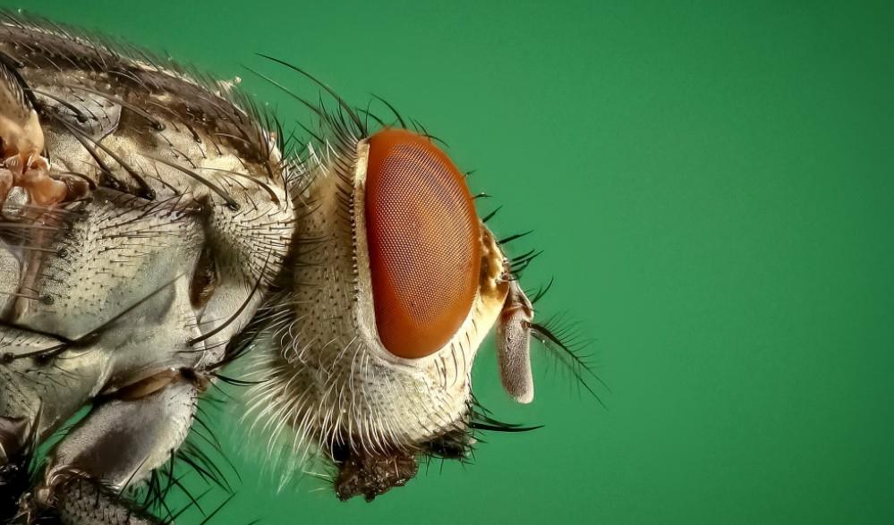 Мухи переносят бактерии, которые устойчивы к антибиотикам