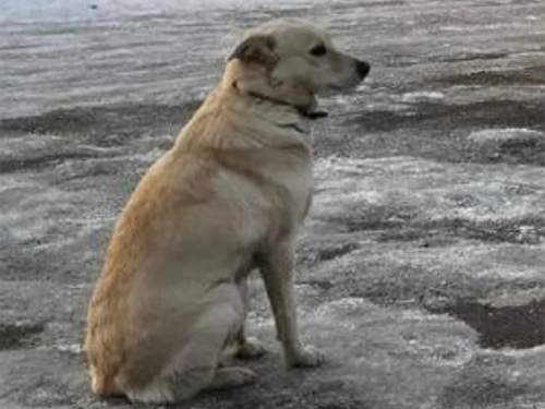 В Башкортостане верная собака четыре дня ждала провалившегося под лёд хозяина