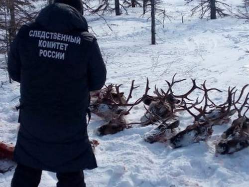 Суд освободил от наказания браконьеров, убивших 26 краснокнижных оленей