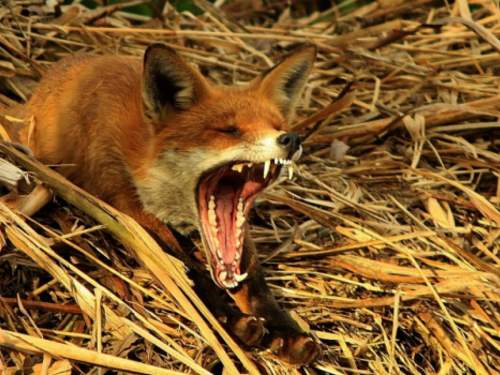 В Волгограде от укуса лисы от бешенства скончалась женщина