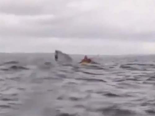 В Чили кит проглотил и выплюнул молодого мужчину, попав на видео (ВИДЕО)