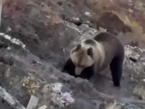 В Челябинской области медведь раскопал десятки могил и съел останки (ВИДЕО)