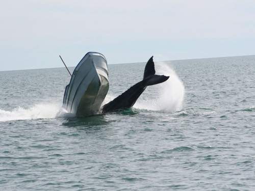 Ученые разгадали загадку нападений китов-убийц на суда по всему миру