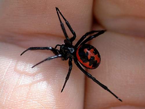 В Германии погибшего от укуса паука мужчину съели питомцы-насекомые В Германии погибшего от укуса паука мужчину съели питомцы-насекомые