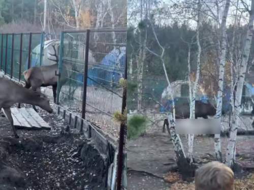 В Читинском зоопарке разъяренный изюбр на глазах детей убил сотрудника (ВИДЕО)