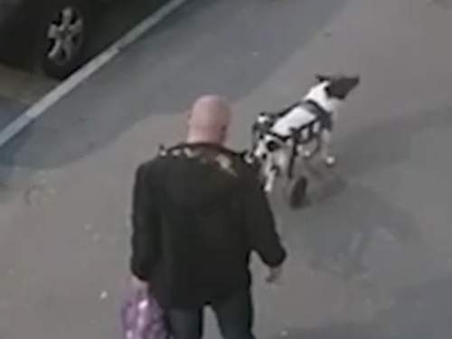 В Подольске задержан мужчина, жестоко избивший собаку-инвалида (ВИДЕО)