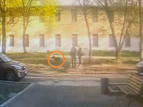 Впервые в России москвичку оштрафовали за неубранную мочу собаки (ФОТО) Впервые в России москвичку оштрафовали за неубранную мочу собаки (ФОТО)