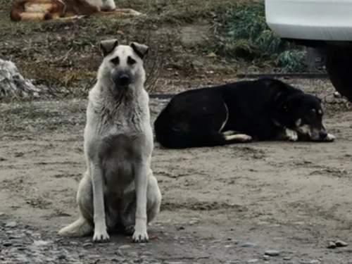 В Подмосковье младенца загрызла домашняя собака В Подмосковье младенца загрызла домашняя собака