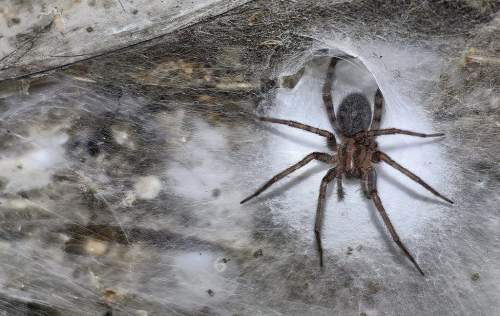 Крупнейшая в мире паутина с пауками обнаружена на границе Албании и Греции (ФОТО, ВИДЕО)