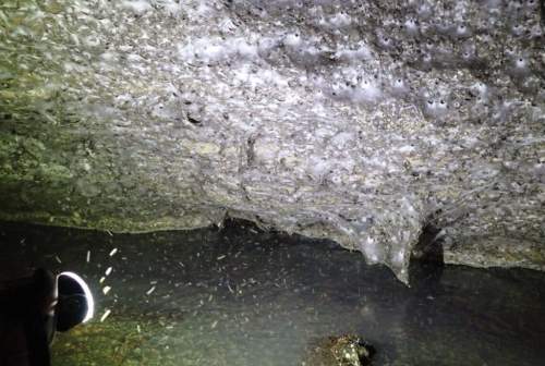 Крупнейшая в мире паутина с пауками обнаружена на границе Албании и Греции (ФОТО, ВИДЕО)