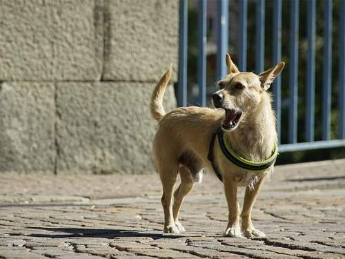 Серийным похитителям собак в Москве грозит до 9 лет тюрьмы