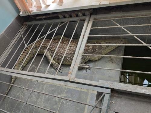 Видео с крокодилом, живущим 20 лет в редакции «Обнинск ТВ», вызвало скандал (ФОТО, ВИДЕО)