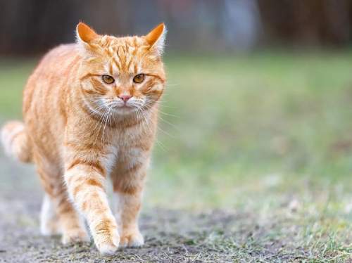 «Не мяукают, а нявкают»: журналист в Львове пожаловался на «русскоязычных» котов (ФОТО)