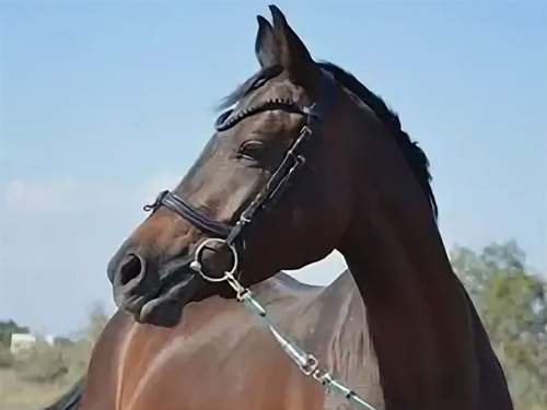 В Волжском живодер залил в рот лошадям своих конкурентов кислоту (ВИДЕО)