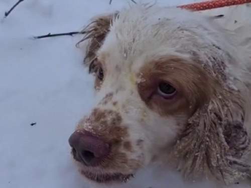 В Пскове уволили чиновницу, которая выбросила на мороз 25 собак (ФОТО, ВИДЕО)