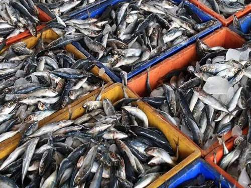 Главным поставщиком рыбы в Россию стала Белоруссия, не имеющая выходов в море