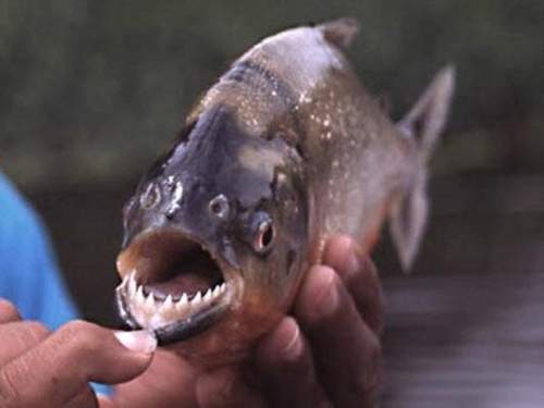 «Вырывали куски мяса»: туристы в Аргентине пострадали от нападения пираний (ФОТО) «Вырывали куски мяса»: туристы в Аргентине пострадали от нападения пираний (ФОТО)