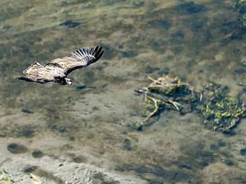 Орел спас российского штурмовика от украинского дрона