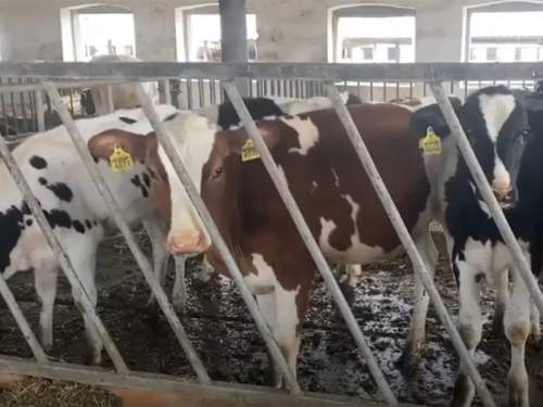 «Нас сжигайте вместе с коровами»: фермеры в Сибири перекрывают дороги и обращаются к Путину из-за массового забоя скота