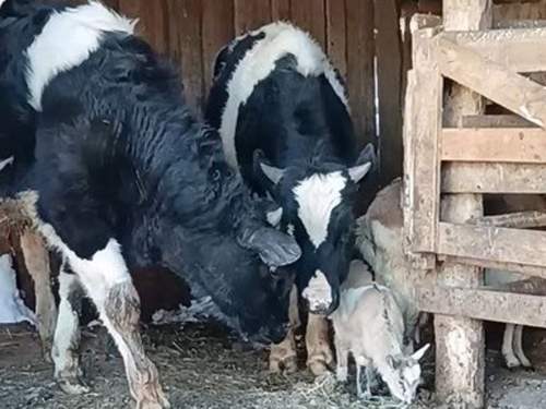 Племзавод депутата от «Единой России» не попал под карантин и забой скота