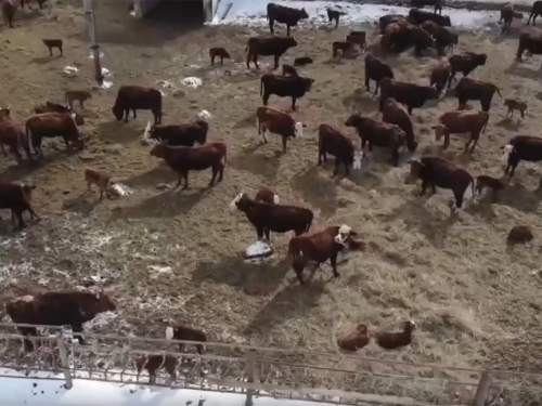 На фоне массового забоя скота, Казахстан запретил ввоз зерна и кормов из РФ