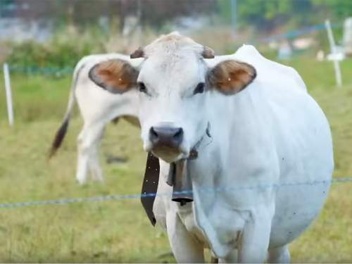 В Сибири пытавшихся спасти свой скот фермеров арестовали и оштрафовали