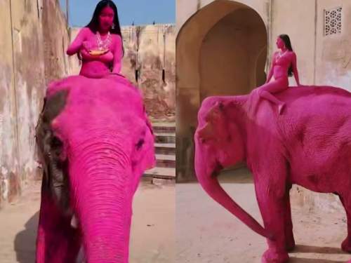 Фотографа из России обвинили в гибели слона, покрашенного для фотосессии (ФОТО)