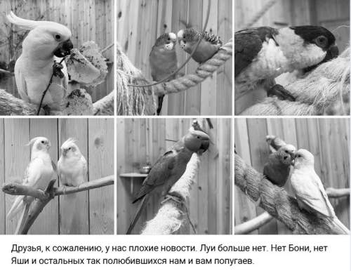 50 попугаев отравлены газом в частном зоопарке Ленобласти (ФОТО, ВИДЕО)