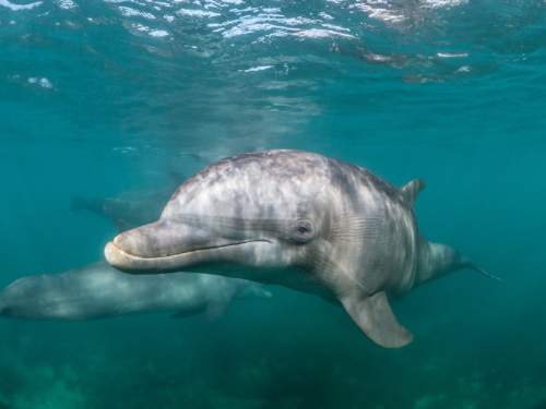 На побережье Краснодарского края найдено более 100 мертвых дельфинов (ФОТО) На побережье Краснодарского края найдено более 100 мертвых дельфинов (ФОТО)
