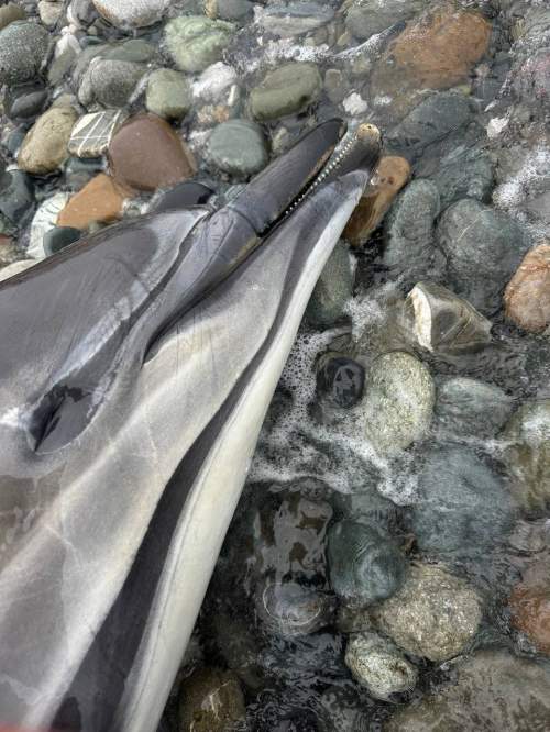 На побережье Краснодарского края найдено более 100 мертвых дельфинов (ФОТО) На побережье Краснодарского края найдено более 100 мертвых дельфинов (ФОТО)