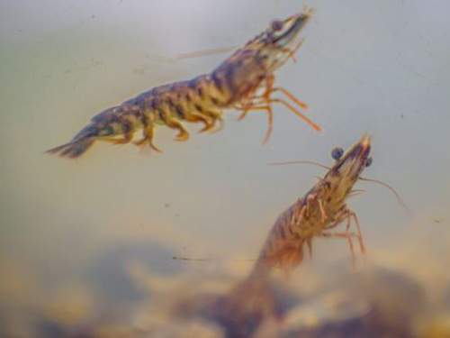 Nature Microbiology: в сырой рыбе и креветках нашли вызывающий слепоту вирус Nature Microbiology: в сырой рыбе и креветках нашли вызывающий слепоту вирус